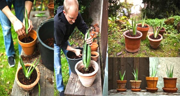 growing aloe vera