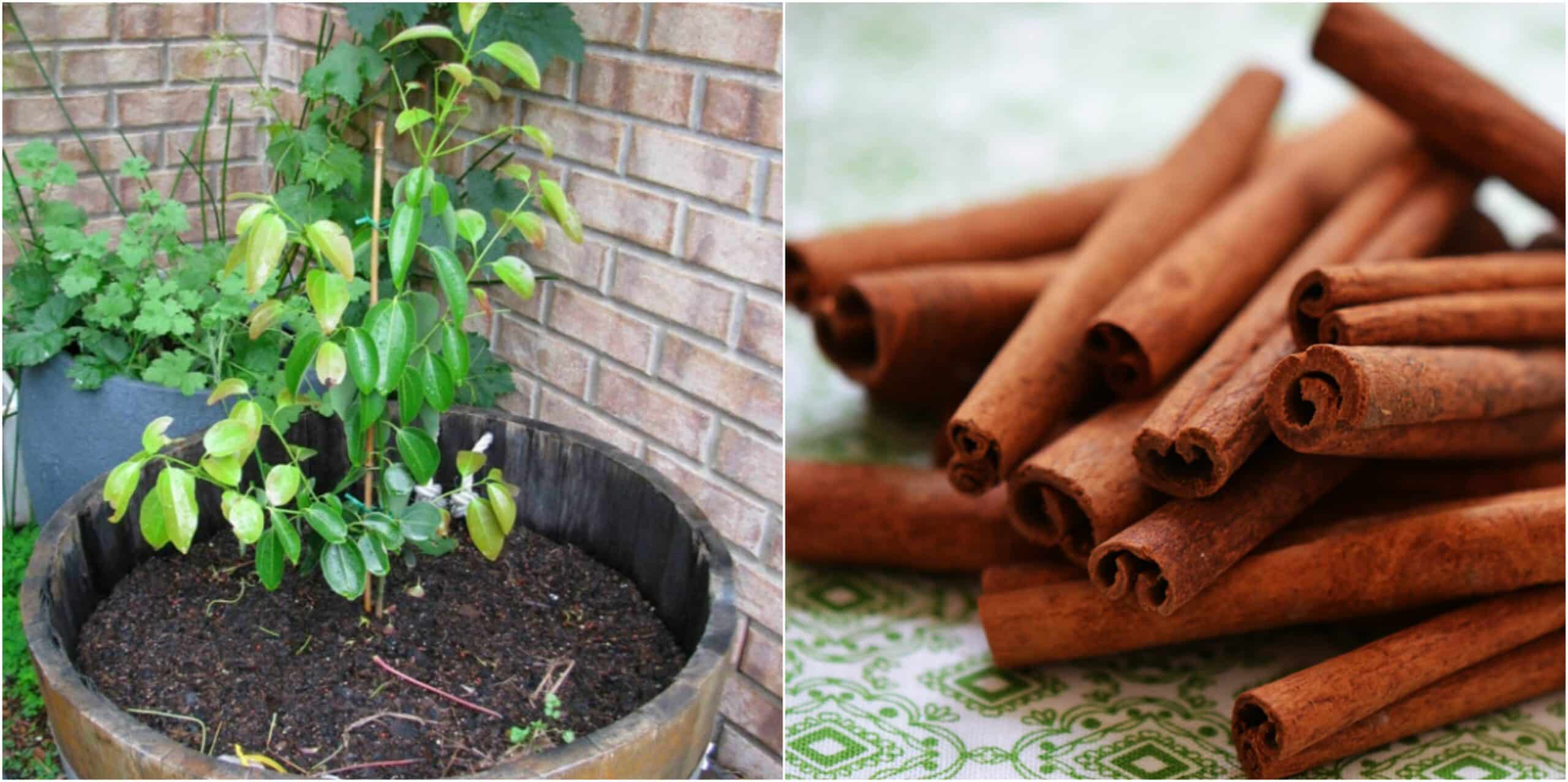 How To Grow Your Own Aromatic Cinnamon Tree