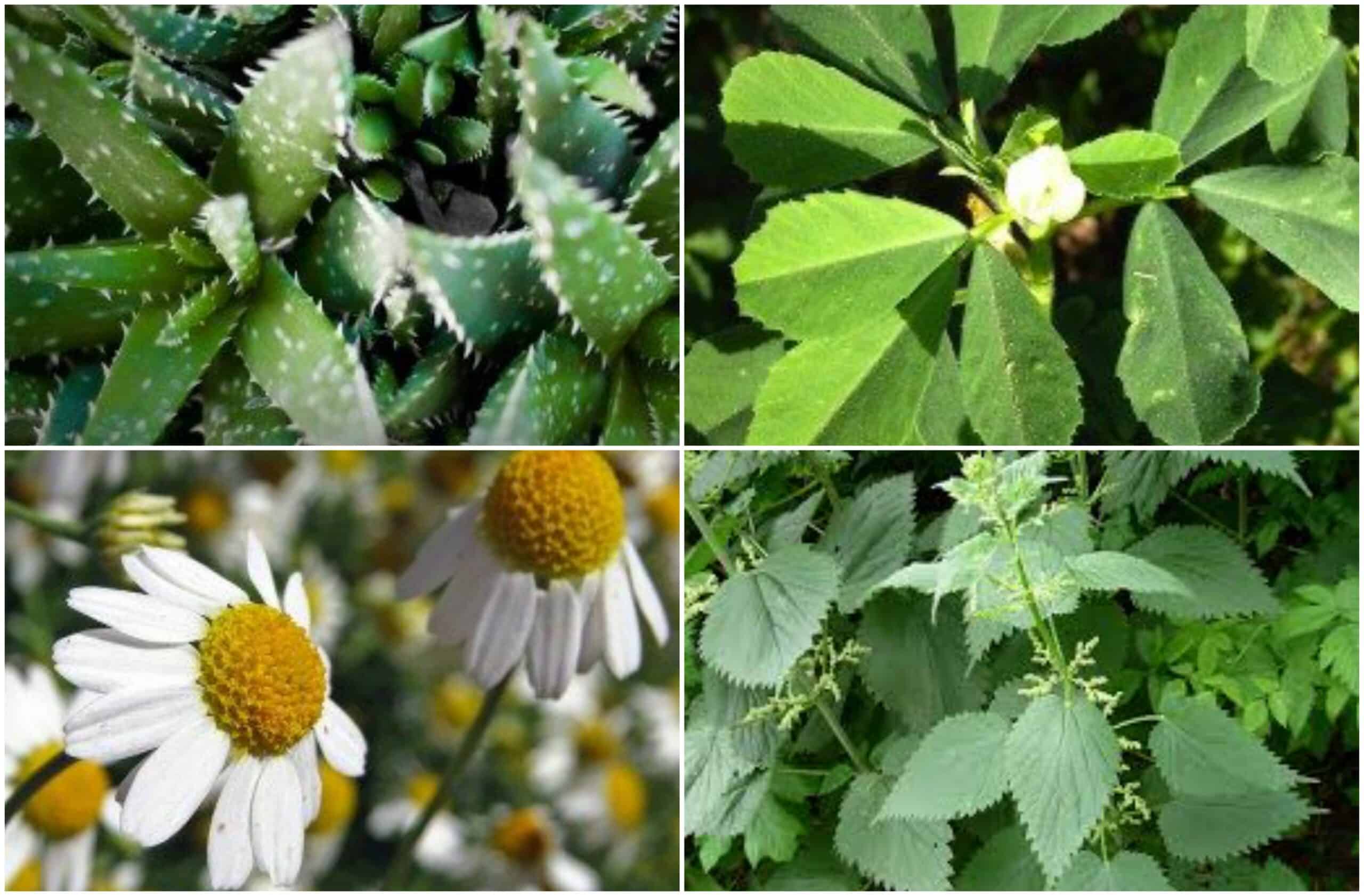medicinal plants