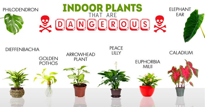 list of dangerous indoor plants