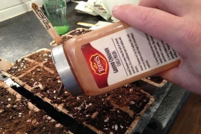 cinnamon in the garden