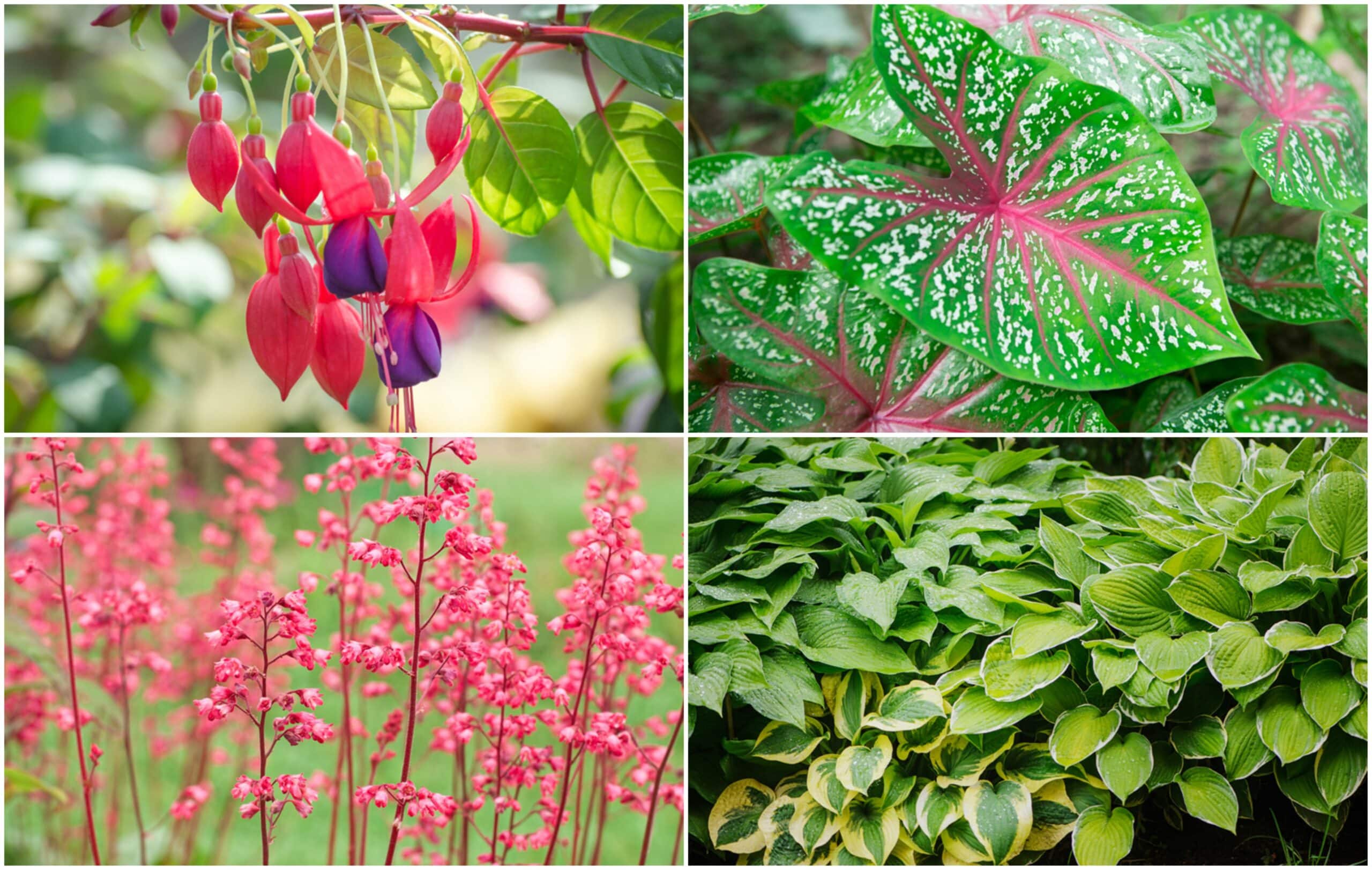 Gorgeous Plants for Shady Borders
