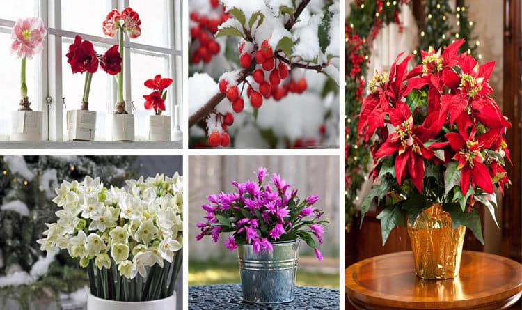 Wonderful And Popular Christmas Plants