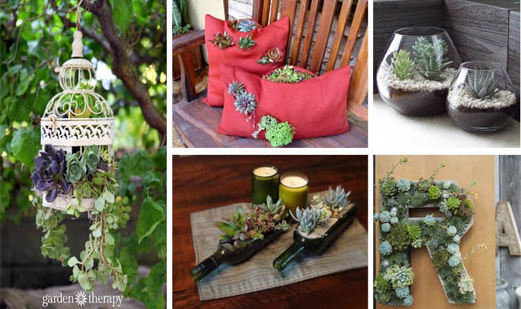 Indoor and Outdoor Succulent Gardens