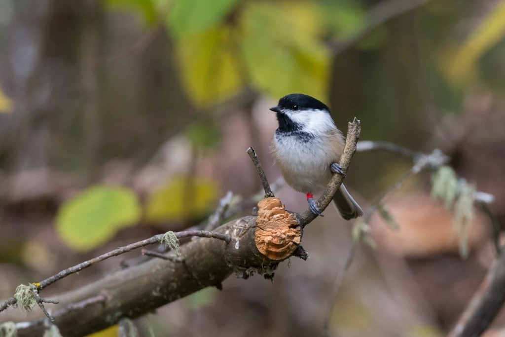 A colour banded black-capped chickadee. Photo by Jan Wijmenga.
