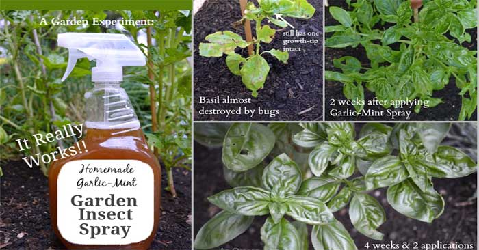 Homemade Garden Insect Spray