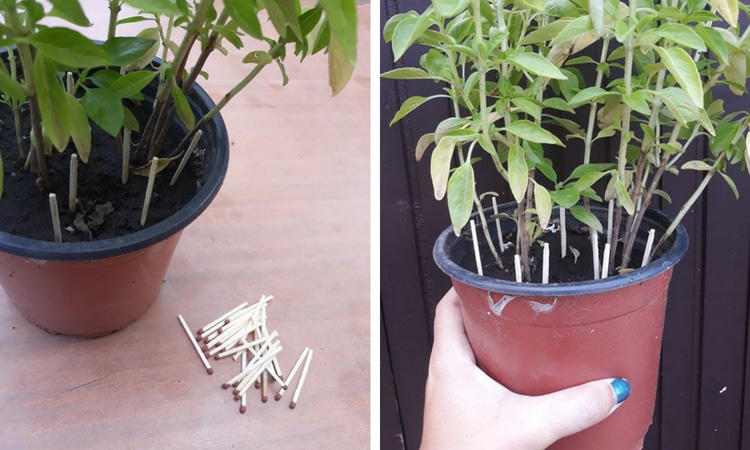 Why You Should Place Matches In Your Flower Pots