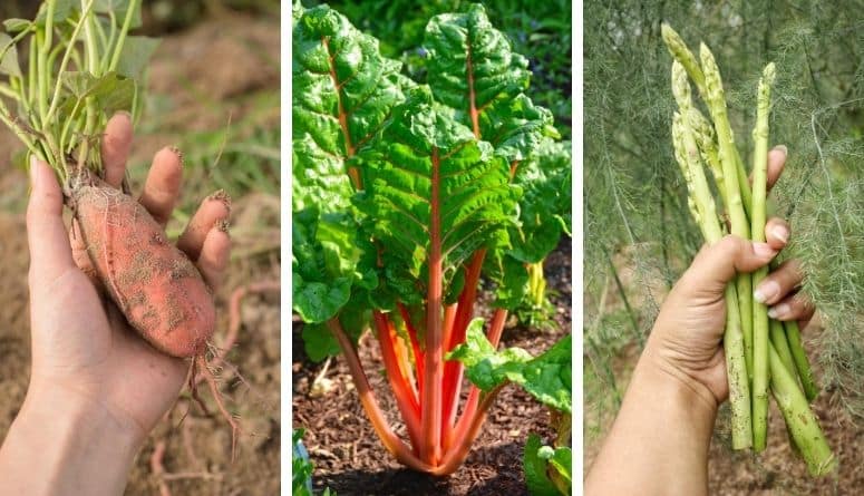 Plant These 19 Fruits & Veggies In Your Garden