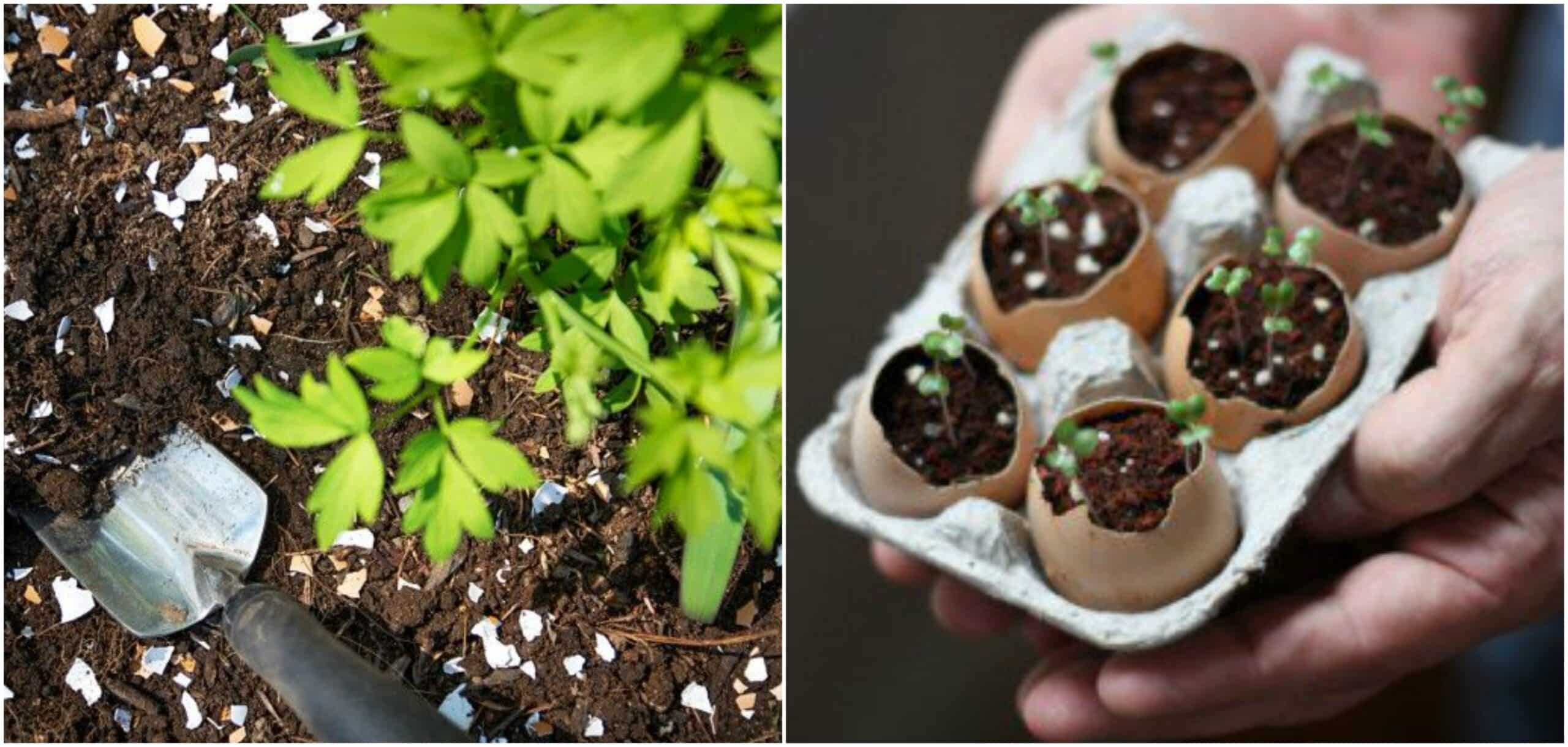 using eggshells in garden
