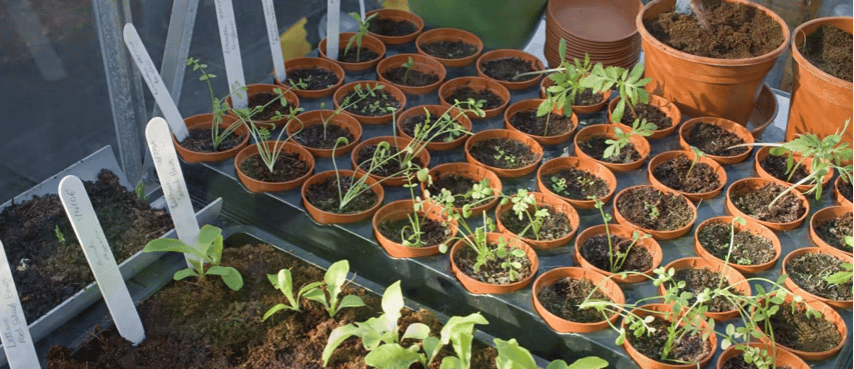 How to Avoid These 3 Common Garden Planning Mistakes