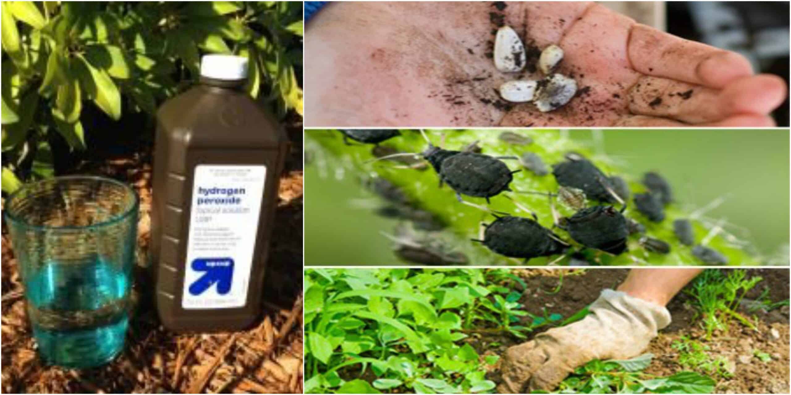 Uses Of Hydrogen Peroxide In The Garden