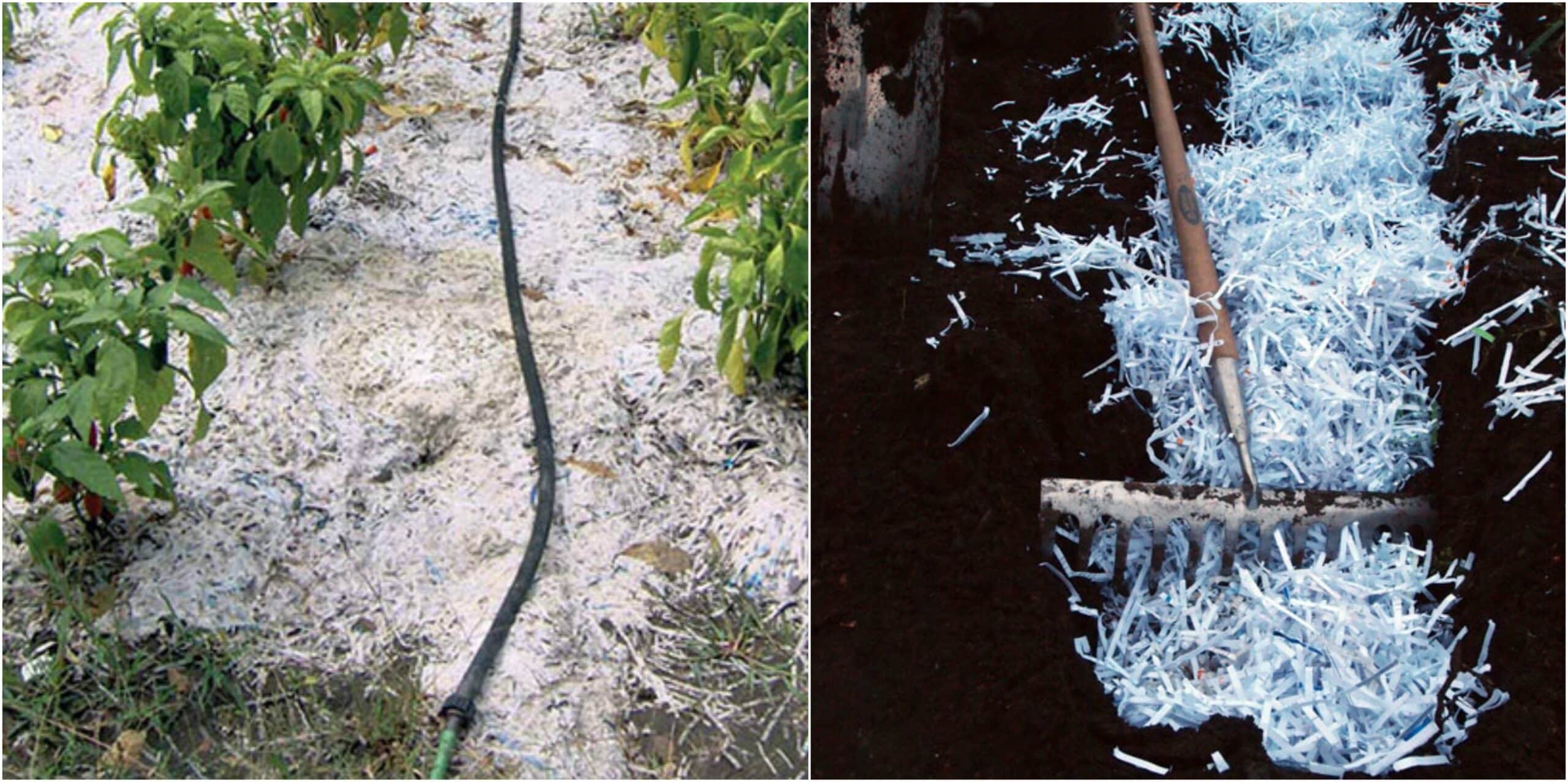 Uses for Shredded Paper in the Garden