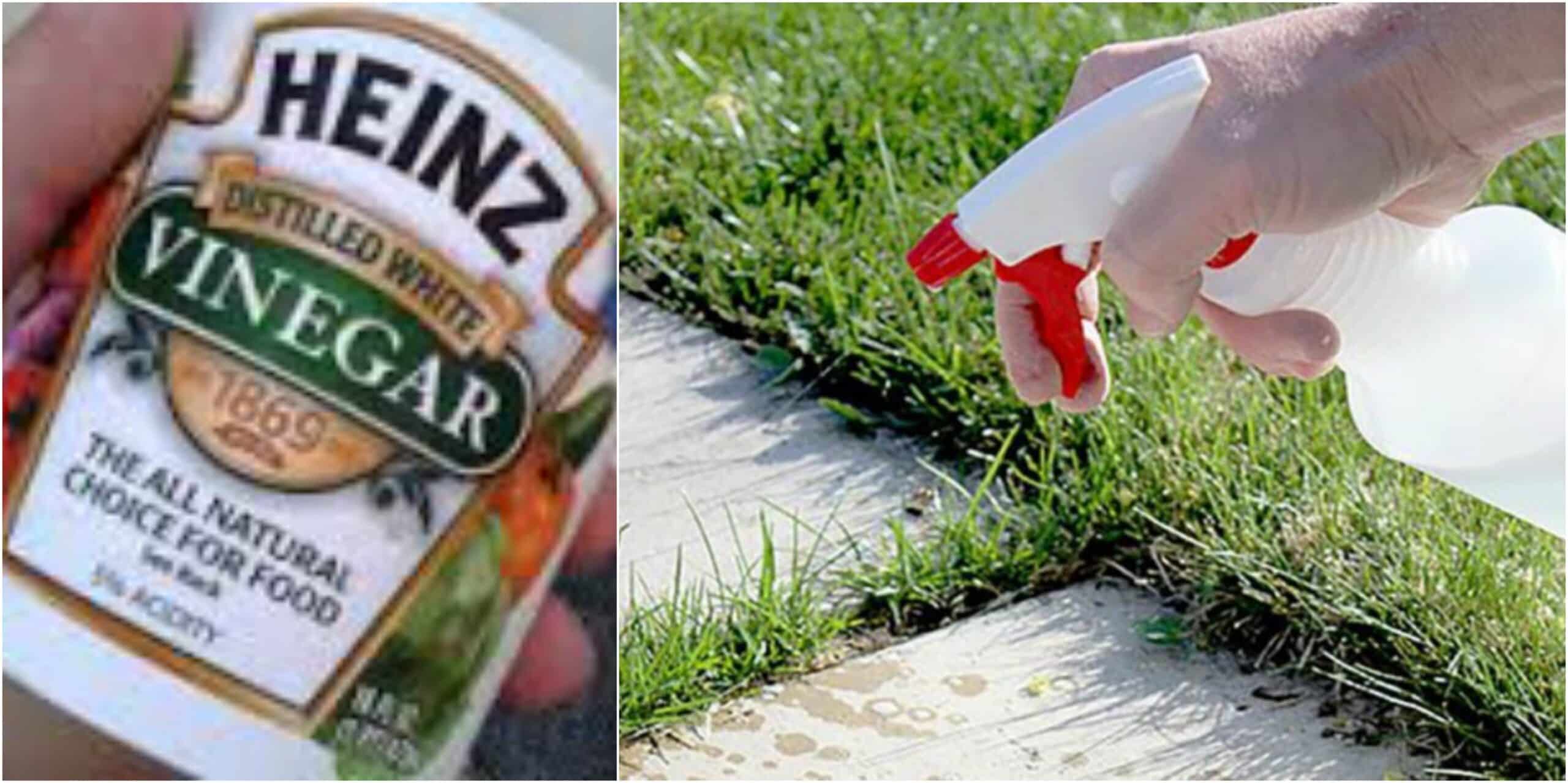 organic vinegar recipe for killing weeds