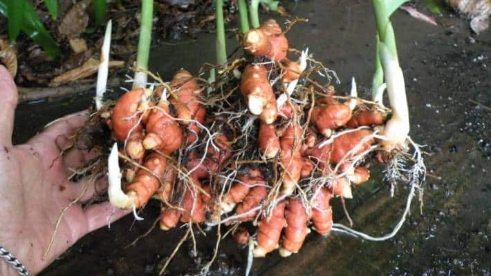 How To Grow Your Own Turmeric Indoors