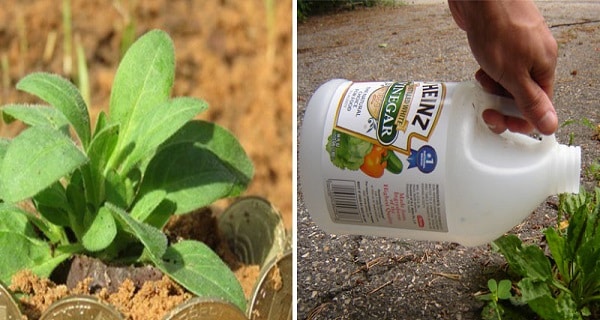 Effective Gardening Tricks