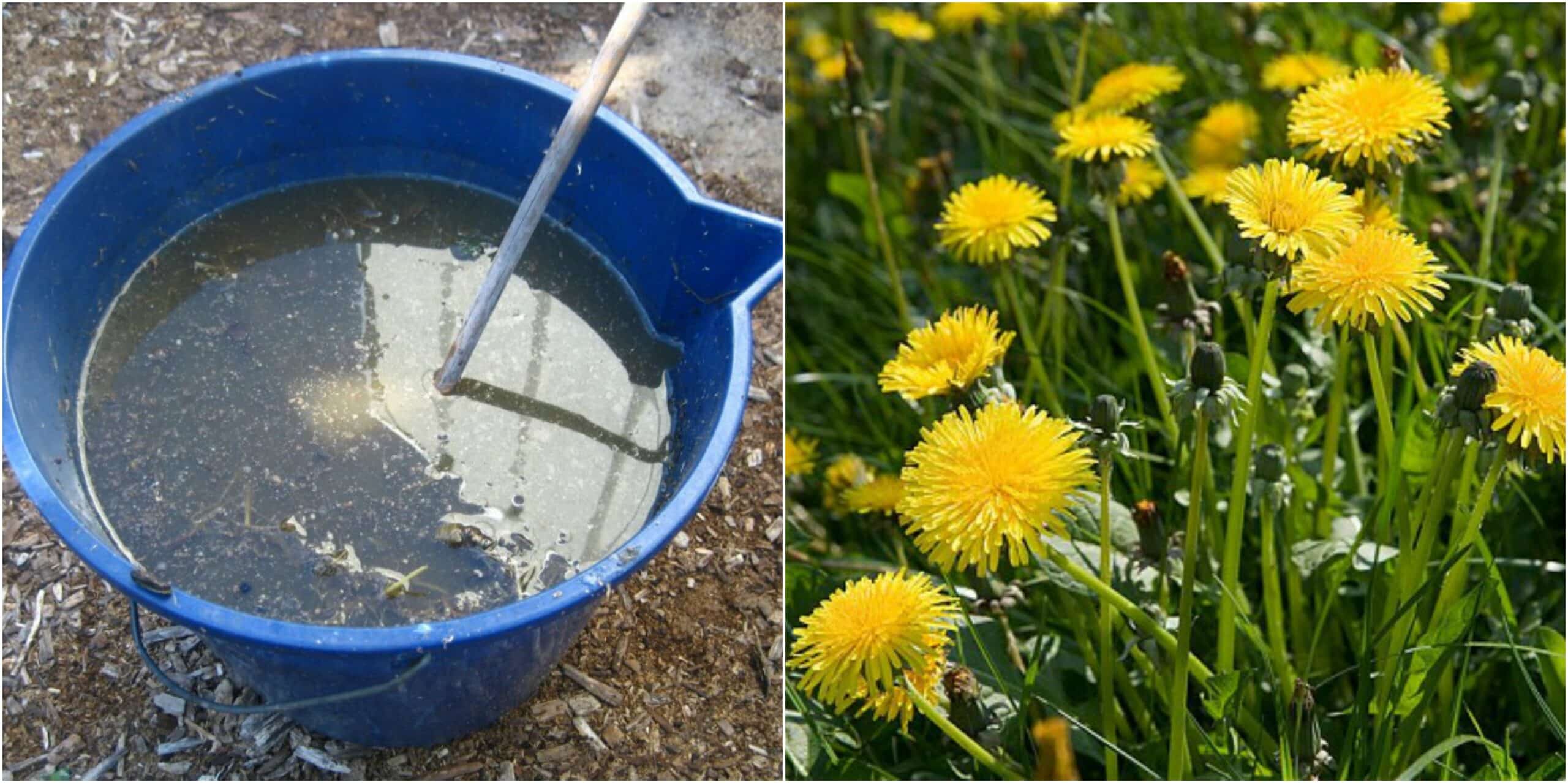 dandelion ferilizer tea