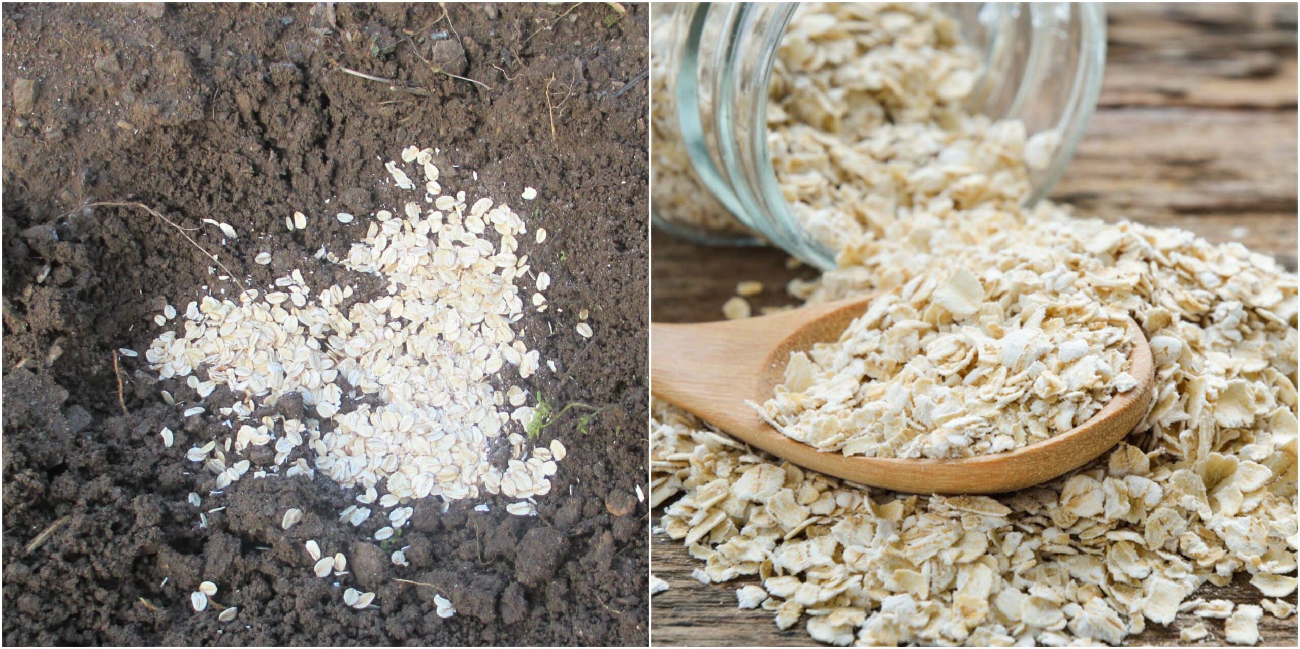 Uses For Oatmeal In The Garden