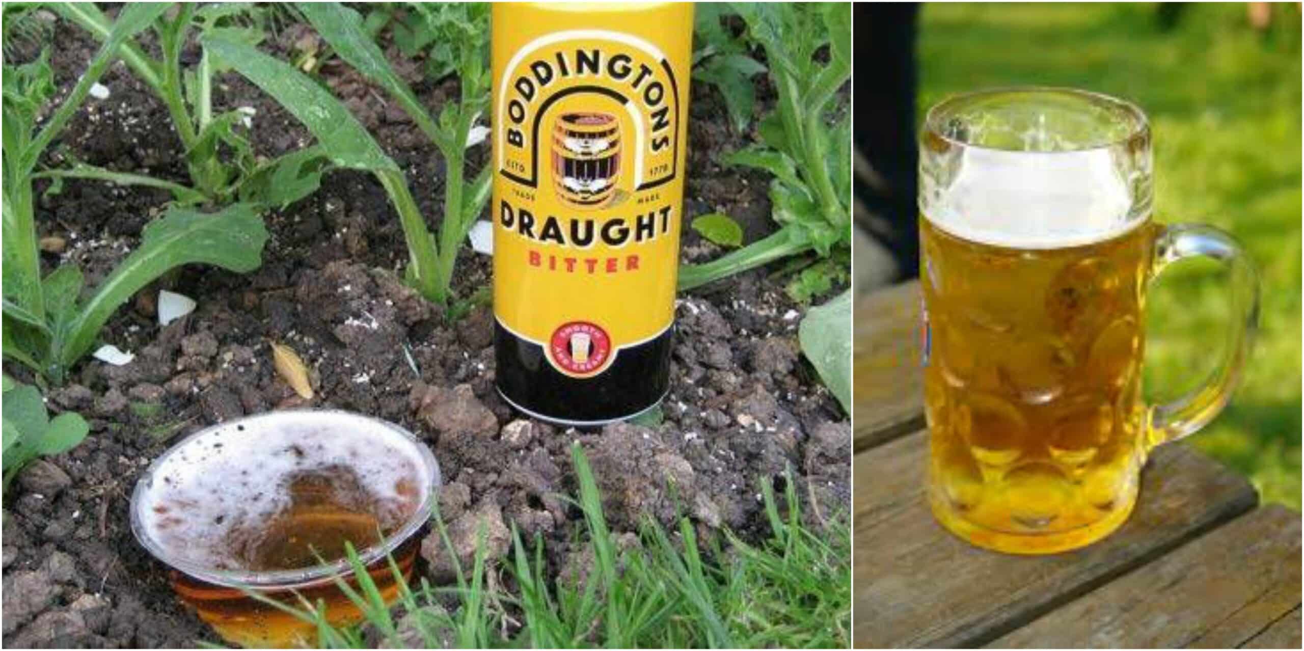Uses of Beer in Your Garden