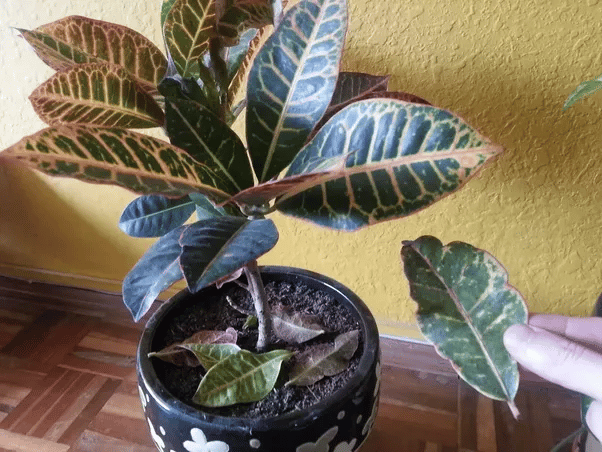Common Reasons Why Your Leaves are Falling Off