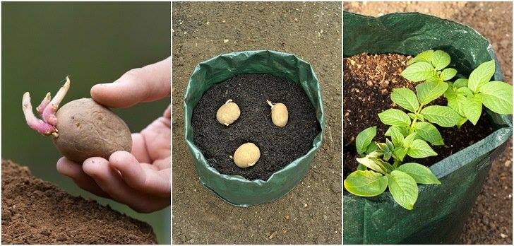 How To Grow Sacks Full Of Potatoes