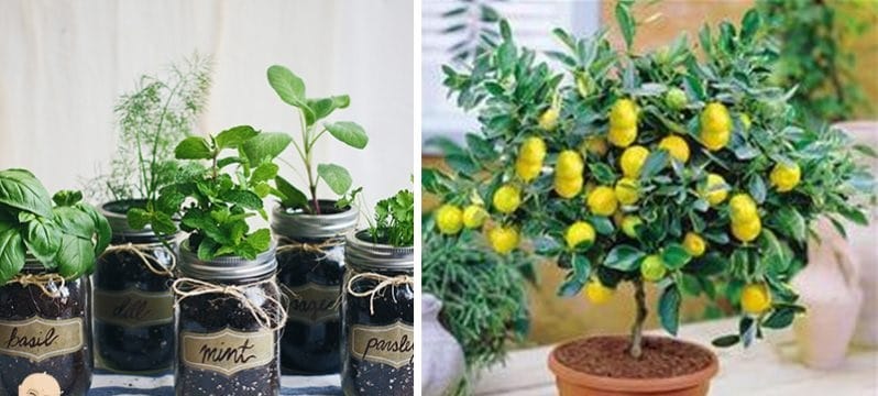 How to Grow an ENDLESS Supply of Food