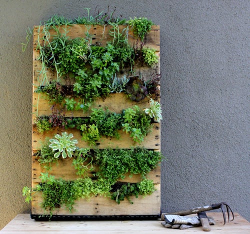 Beautiful Leaning Pallet Garden