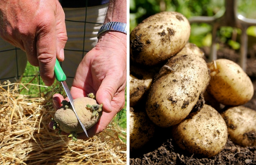 How to Grow an Endless Supply of Potatoes