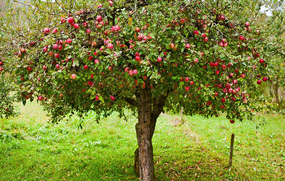 Growing Organic Apples