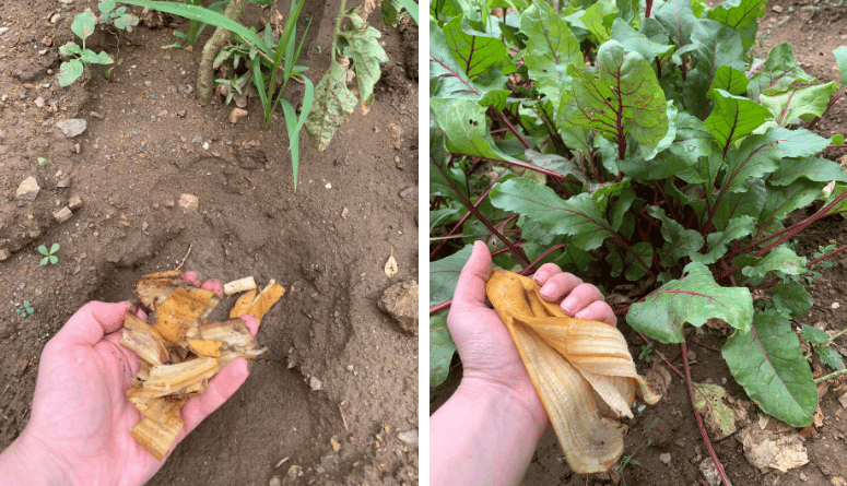 Banana Peels in Garden
