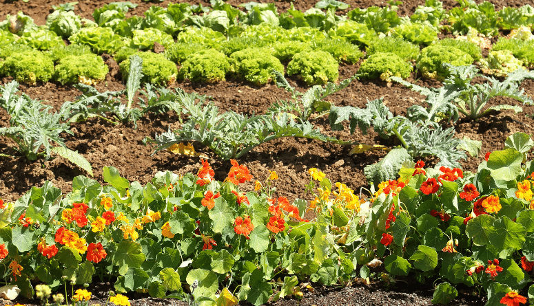 flowers in vegetable garden