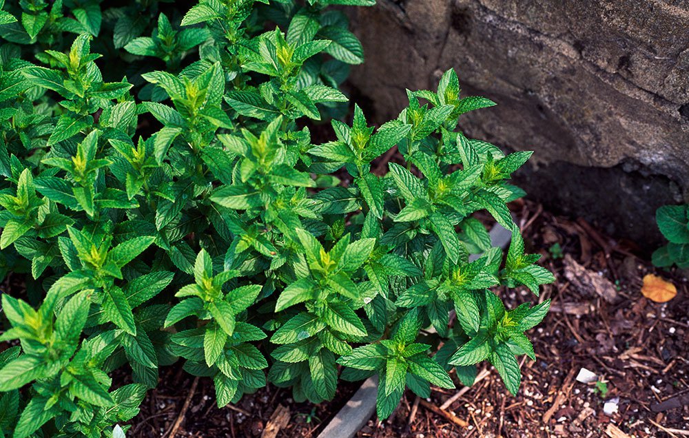 mint growing in garden