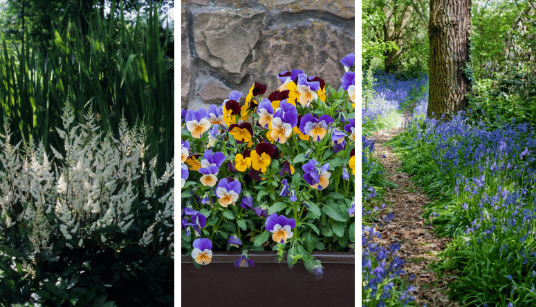 Beautiful Perennials