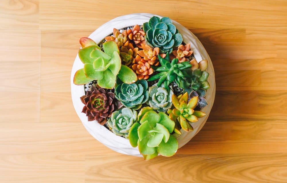 succulents in planter
