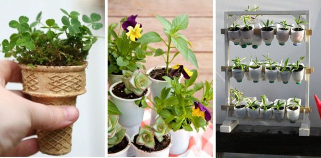 10-household-items-seedlings