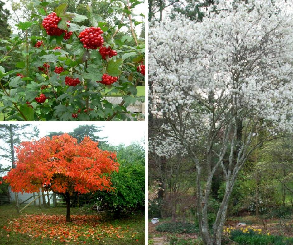 10-uncommon-edible-trees