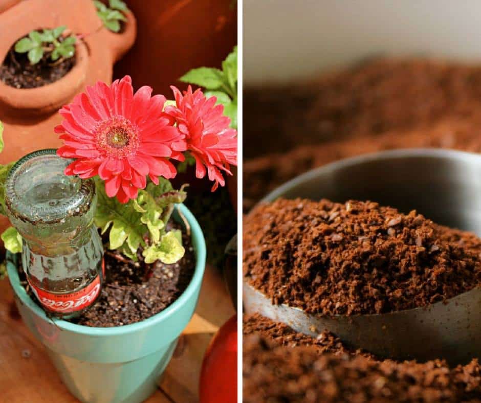 8-tricks-houseplants