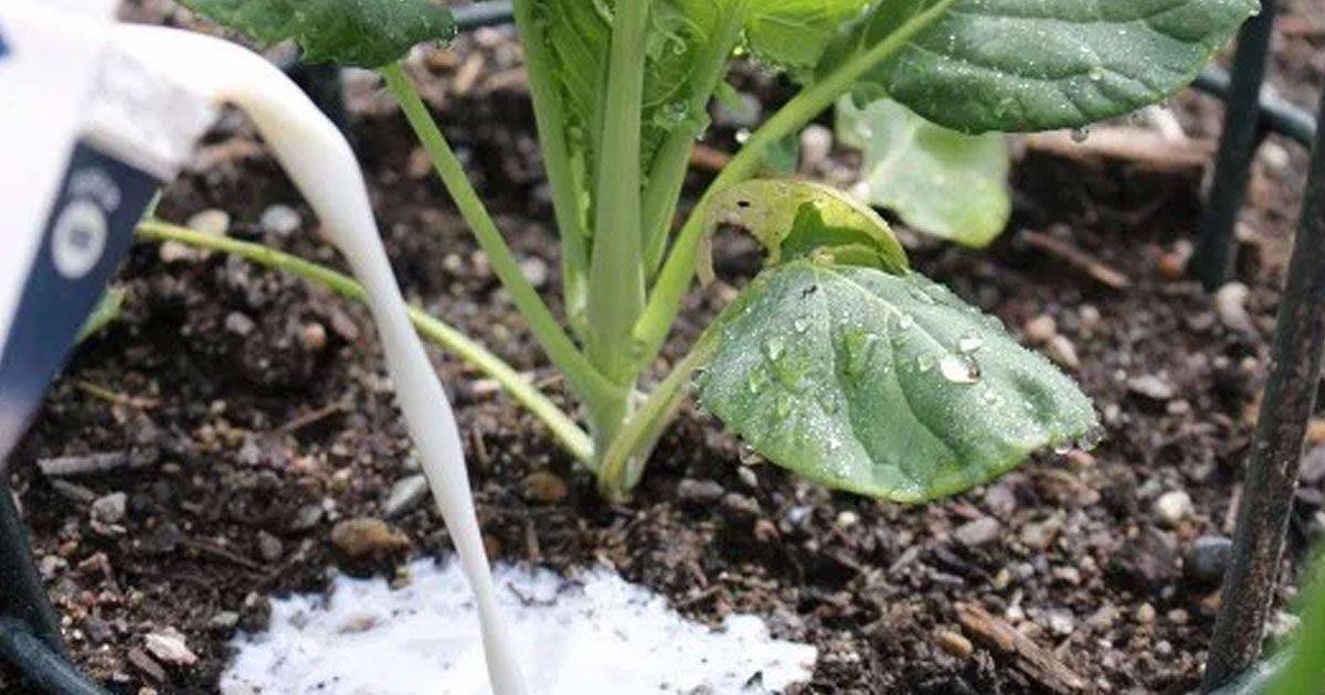 milk-7-reason-garden