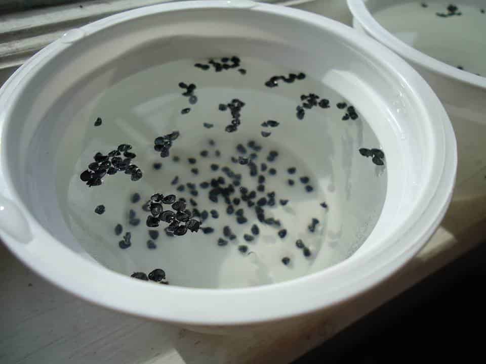 seeds soaking