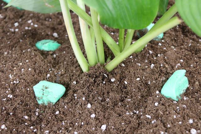 use-soap-in-your-garden