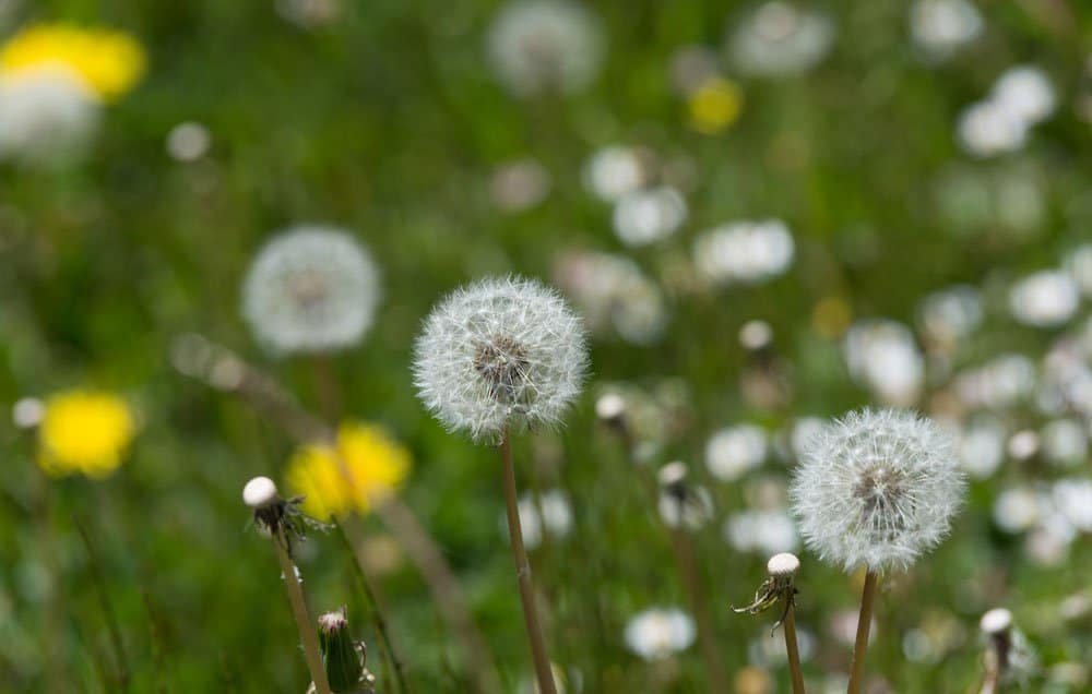 weeds-dandelion-1000
