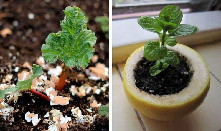 12-gardening-tips-tricks