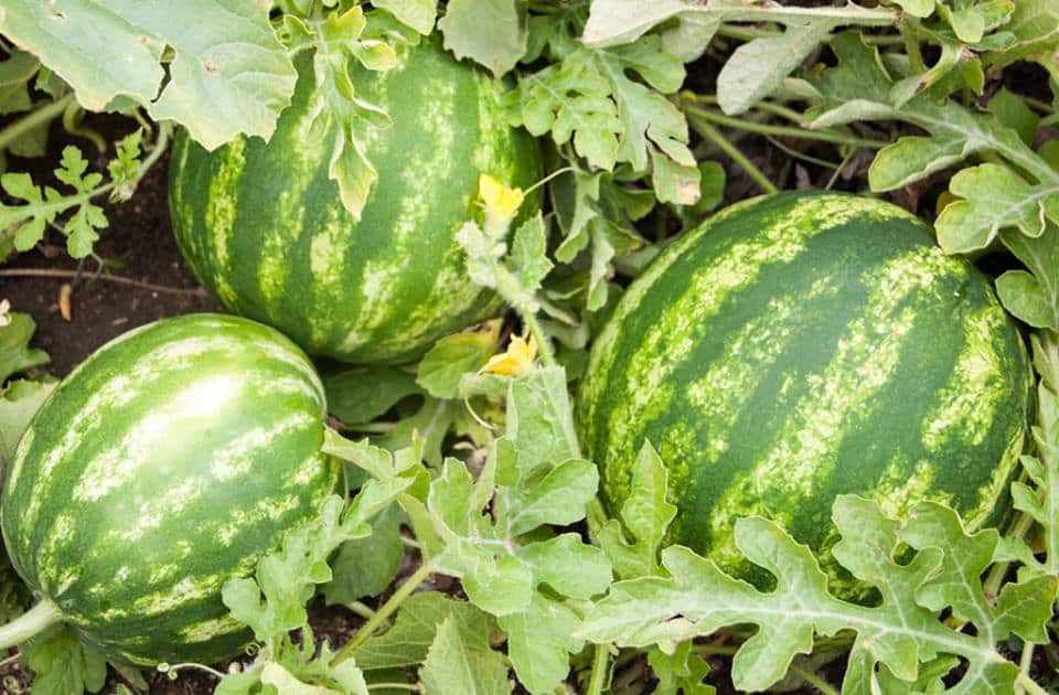 15-tips-growing-melons