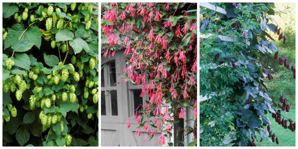 fast-climbing-flowering-vines