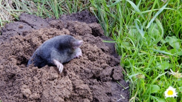 moles-effective-solutions