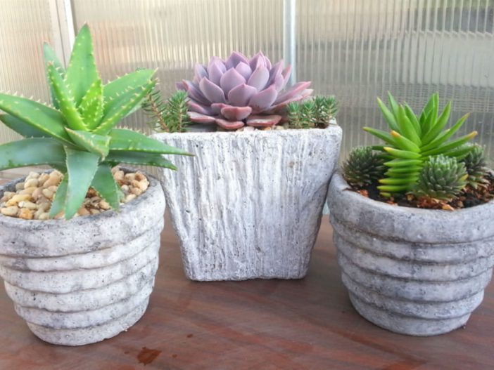 stop-buying-succulents