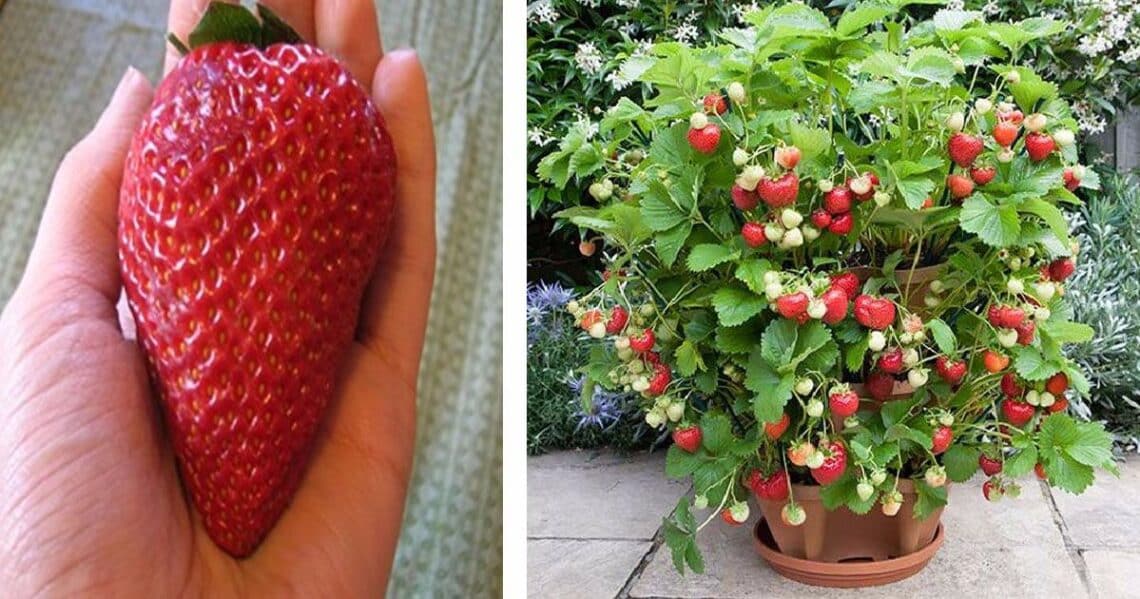 Stop Buying Strawberries. Use These 7 Brilliant Tips To Grow Them At ...