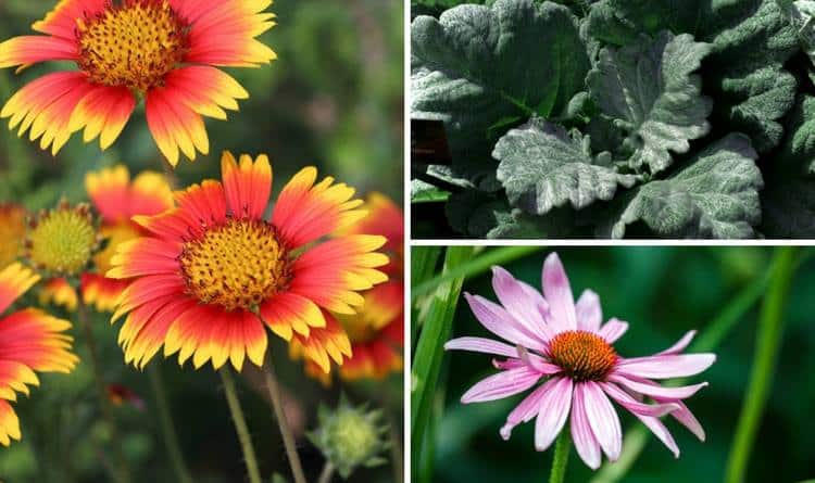 10-perenials-mock-heat