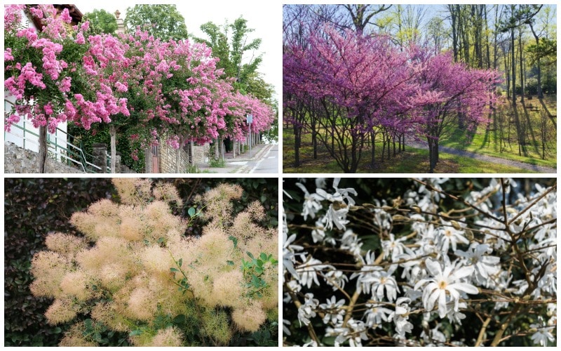 15-fruitful-trees-containers