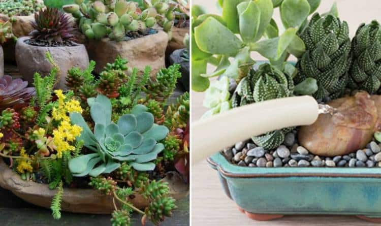 8-foolprof-ways-succulents