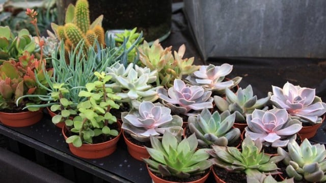 8-types-succulents